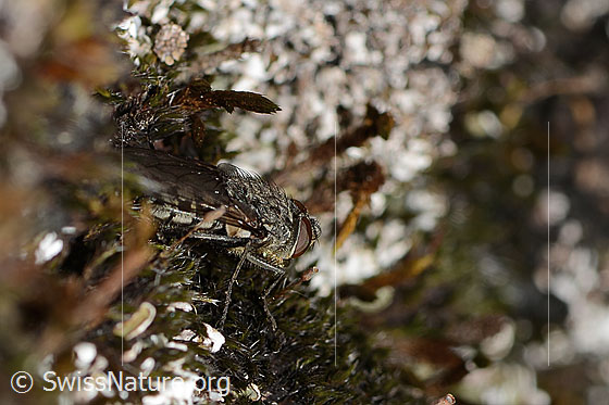 Photo: Pollenia rudis. Length 5 - 12mm. Male. View from the side.