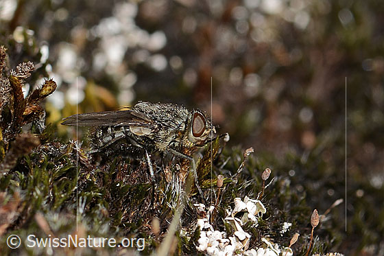 Photo: Pollenia rudis. Length 5 - 12mm. Male. View from the side.