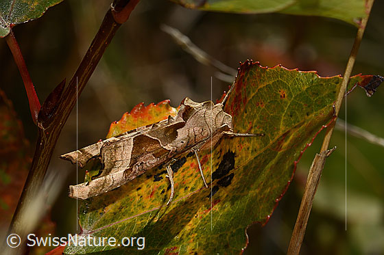 Foto: Achateule (Phlogophora meticulosa). Wird auch Mangoldeule genannt. Ansicht von der Seite.