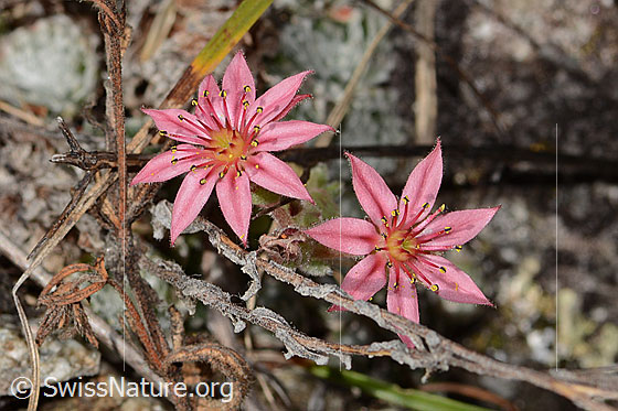 Foto: Spinnweb-Hauswurz (Sempervivum arachnoideum). Blüten.