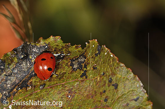 Foto: Siebenpunkt-Marienkäfer (Coccinella septempunctata). Ansicht von seitlich hinten.