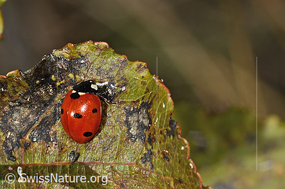Photo: Coccinella septempunctata. View from the side above.