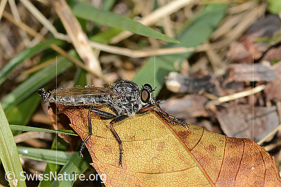 Foto: Wahrscheinlich Kleine Raubfliege (Tolmerus pyragra). Länge 14mm. Männchen. Ansicht von der Seite.