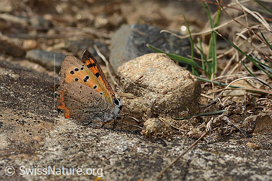 Foto: Kleiner Feuerfalter (Lycaena phlaeas). Flügel wenig geöffnet. Ansicht von seitlich vorne.