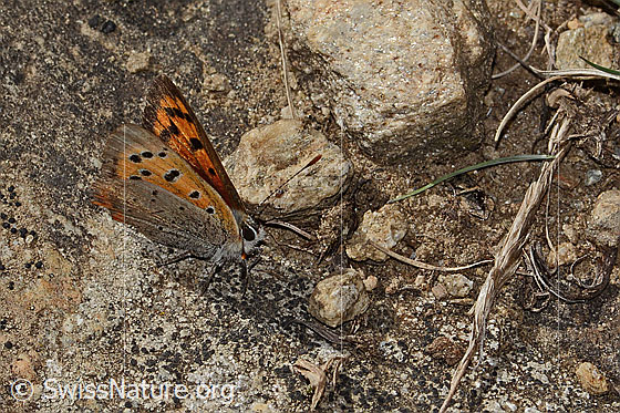 Foto: Kleiner Feuerfalter (Lycaena phlaeas). Flügel wenig geöffnet. Ansicht von schräg oben.