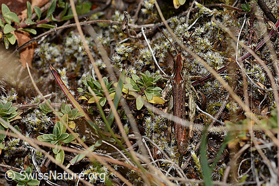 Foto: Wahrscheinlich Verkannter Grashüpfer (Chorthippus mollis). Länge 22mm. Weibchen. Ansicht von oben.