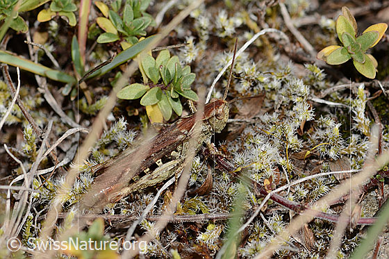 Foto: Wahrscheinlich Verkannter Grashüpfer (Chorthippus mollis). Länge 22mm. Weibchen. Ansicht von seitlich oben.