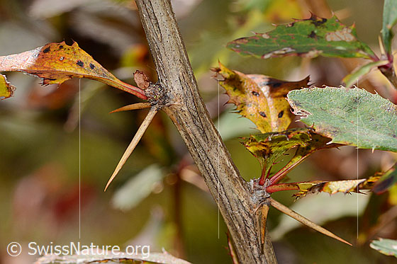 Foto: Gewöhnliche Berberitze (Berberis vulgaris). Stämmchen mit Dornen.