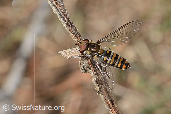 Photo: Episyrphus balteatus. Length 7 - 12mm. Female. View from above.
