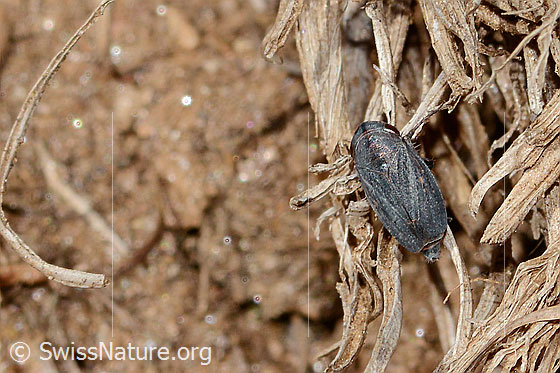 Foto: Thymianzirpe (Goniagnathus brevis). Länge 4.5 - 5.5mm. Männchen. Ansicht von oben.