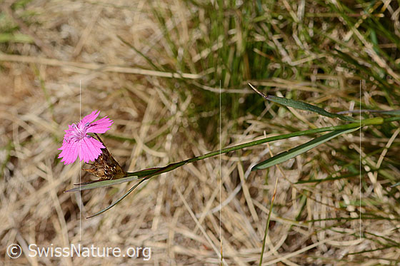 Foto: Gewöhnliche Kartäuser-Nelke (Dianthus carthusianorum). Ganze Pflanze (Habitus).