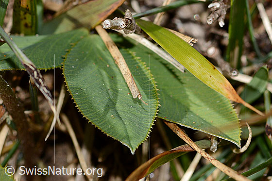 Foto: Berg-Klee (Trifolium montanum). Blätter. Blattoberseite.