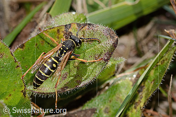 Foto: Berg-Feldwespe (Polistes biglumis). Länge 15mm. Männchen. Ansicht von oben.