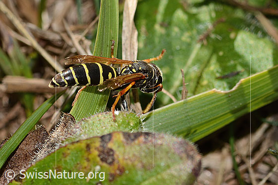 Foto: Berg-Feldwespe (Polistes biglumis). Länge 15mm. Männchen. Ansicht von hinten oben.