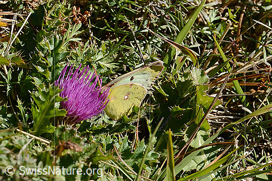 Photo: Colias crocea on Cirsium acaule. Female. Wings closed. View from side front.