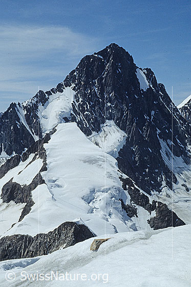 Foto: Finsteraarhorn und Studerhorn von Osten.