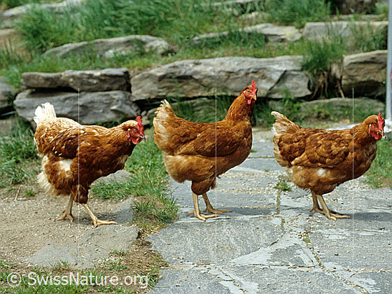 Foto: Drei Hühner (Gallus gallus domesticus) aus Freilandhaltung in Einerkolonne.
Haushuhn (Abstammung vom Bankivahuhn, lat.: Gallus gallus) 
Lat.: Gallus gallus domesticus, Syn.: Gallus domesticus
Ordnung: Galliformes (Hühnervögel)
Familie: Phasianidae (Fasanenartige)
Unterfamilie: Pavoninae
Gattung: Gallus (Kammhühner)