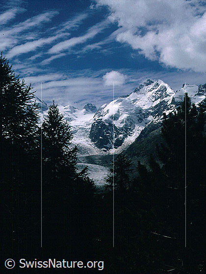 Foto: Piz Bernina mit Biancograt von NNE (oberhalb Morteratsch).
Aufnahme ab Dia.