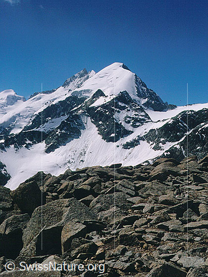 Foto: Piz Bernina und Piz Morteratsch von N (Gipfel Piz Mandra)
Davor der Piz Boval.