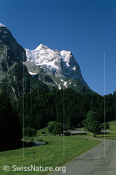 Foto: Wetterhorn und Scheideggwetterhorn mit verschneiten Gipfeln. Im Vordergrund Alpbetrieb im Rosenlaui mit Fahrstrasse entlang von Alpweiden, Bäumen und Wäldern. Aufnahme ab Dia.