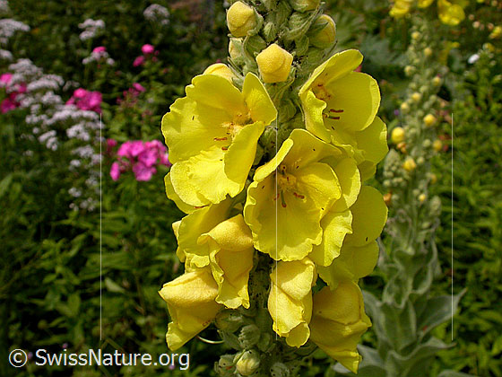 Foto: Dickblättrige Königskerze