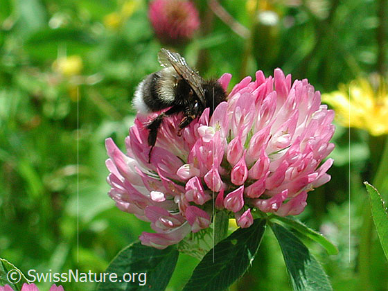 Foto: Hummel auf Wiesenklee