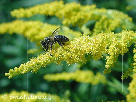 Foto: Honigbiene (Apis mellifera) auf Kanadischer Goldrute (Solidago canadensis).