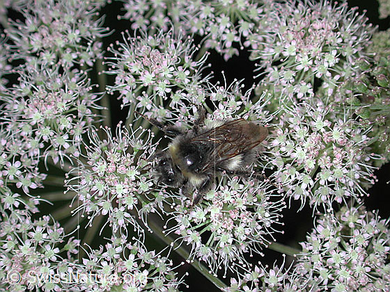 Foto: Hummel auf Kerbel