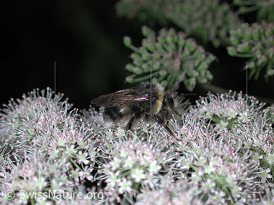 Foto: Hummel auf Kerbel
