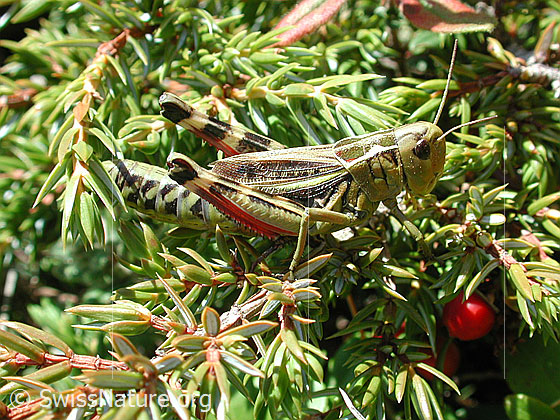 Foto: Grosse Höckerschrecke (Arcyptera fusca), Weibchen.
Lat.: Arcyptera fusca
Familie: Acrididae (Feldheuschrecken)
Unterfamilie: Gomphocerinae (Grashüpfer)
Gattung: Arcyptera