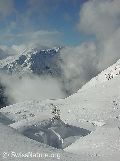 Foto: Im Aufstieg zum Gandhorn. Blick Richtung Breithorn und Bättlihorn. Im Vordergrund eine kleine Lärche.