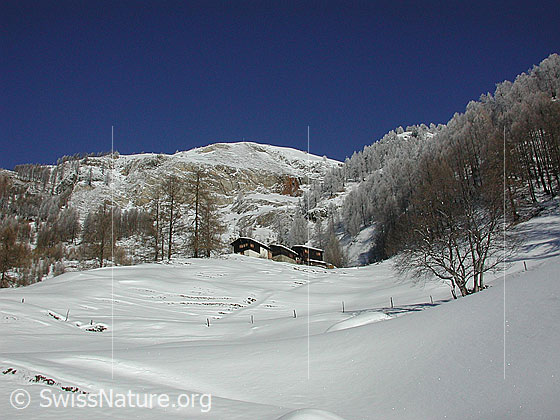 Foto: Oberhalb Imfeld: Weiler Schineregmach und Pt. 2180 mit überzuckerten Lärchen.