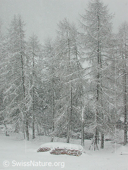 Foto: Lärchen in starkem Schneefall