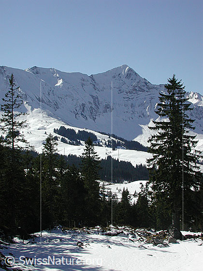 Foto: Blick vom Fuss der Schrattenfluh auf das Tannhorn