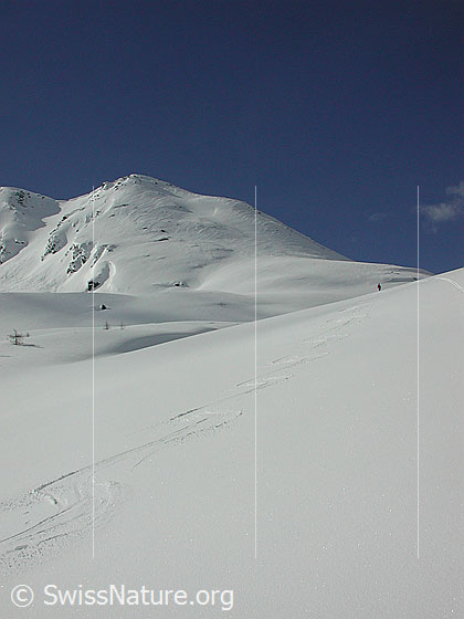 Foto: Abfahrtsspuren. Im Hintergrund der Gipfel des Hirli.