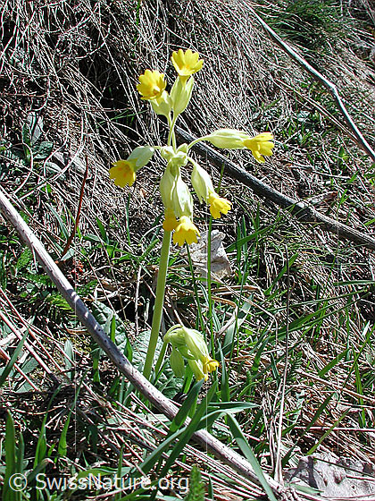Photo: Primula veris ssp. veris. Whole plant (habiti).
Lat.: Primula veris
Family: Primulaceae
Genus: Primula