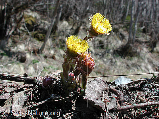 Foto: Huflattich 
Lat.: Tussilago farfara
Familie: Asteraceae (Kobblütler)