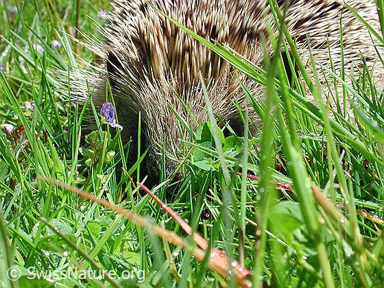 Photo: Erinaceus europaeus. Close-up of the animal from the front.