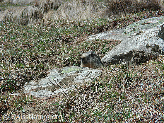 Foto: Murmeltier. Sichtbar ist der Kopf des Tiers. 
Lat.: Marmota marmota