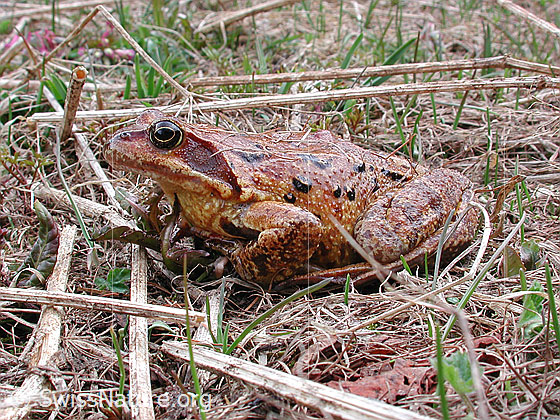 Foto: Grasfrosch (Rana temporaria).
Lat.: Rana temporaria
Familie: Ranidae (Echte Frösche)
Gattung: Rana (Echte Frösche)