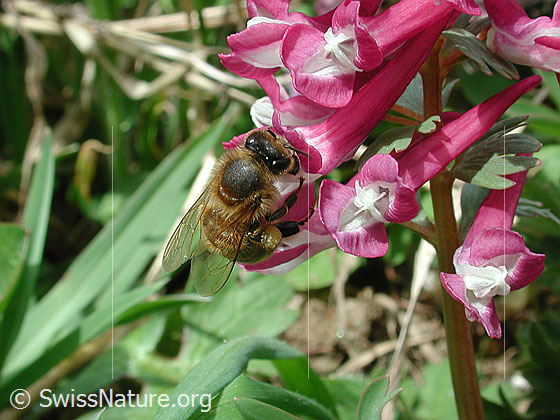 Foto: Honigbiene (Apis mellifera) an Festknolligem Lerchensporn (Corydalis solida)
Umgebung: Alpweide.

Honigbiene
Lat.: Apis mellifera
Familie: Apidae (Bienen)
Unterfamilie: Apinae (Echte Bienen)
Honigbiene (Apis mellifera) an Festknolligem Lerchensporn (Corydalis solida).
Gattung: Apis (Honigbienen)

Festknolliger Lerchensporn
Lat.: Corydalis solida 
Familie: Papaveraceae (Mohngewächse)
Unterfamilie: Fumarioideae (Erdrauchgewächse)
Gattung: Corydalis (Lerchensporne)