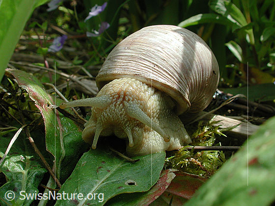 Foto: Weinbergschnecke (Helix pomatia) beim Fressen.