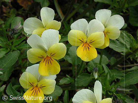 Foto: Zweiblütiges Veilchen 
Lat.: Viola biflora