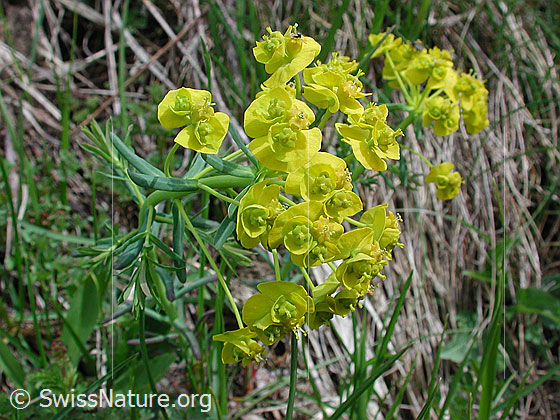 Photo: Euphorbia cyparissias. Blossoms.
Lat.: Euphorbia cyparissias
Family: Euphorbiaceae
Genus: Euphorbia