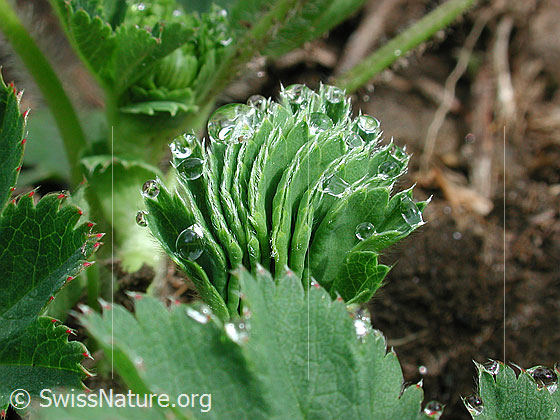 Foto: Frauenmantel: Gefaltetes Blatt mit Tautropfen 
Lat.: Alchemilla