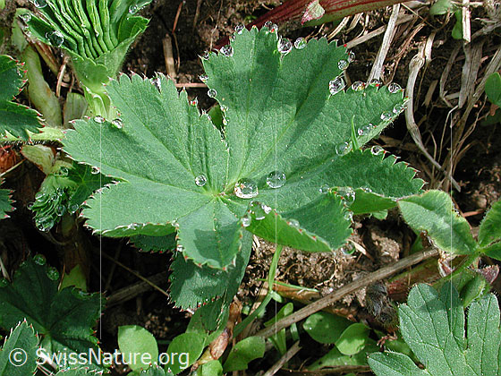 Foto: Frauenmantel: Entfaltetes Blatt mit Tautropfen 
Lat.: Alchemilla