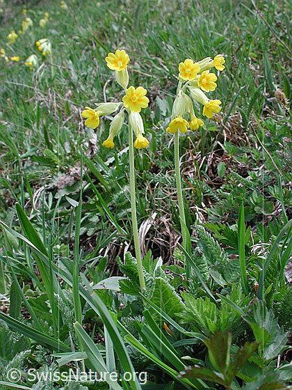 Photo: Primula veris ssp. veris. Whole plant (habiti).
Lat.: Primula veris
Family: Primulaceae
Genus: Primula
