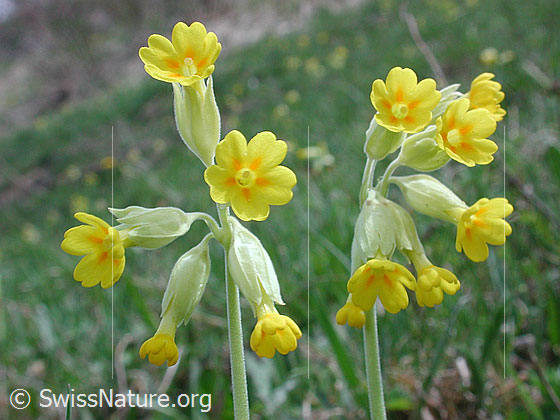 Photo: Primula veris ssp. veris. Blossoms.
Lat.: Primula veris
Family: Primulaceae
Genus: Primula