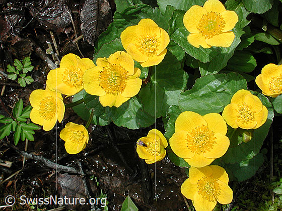 Sumpfdotterblume
