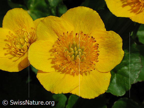 Foto: Sumpfdotterblume, Blüte 
Lat.: Caltha palustris
Familie: Ranunculaceae (Hahnenfussgewächse)